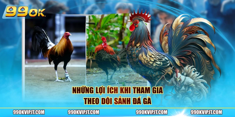 Đá Gà 99OK Những lợi ích khi tham gia theo dõi sảnh đá gà